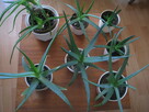 Aloes – piękna, zdrowa roślinka o właściwościach leczniczych - 4