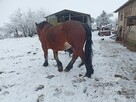 Sprzedam klacz źrebna ze źrebakiem - 2