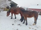 Sprzedam klacz źrebna ze źrebakiem - 3