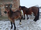 Sprzedam klacz źrebna ze źrebakiem - 4