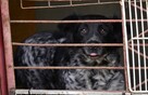 Mia to młoda, ok 2/3 let.suczka, pięknej urody Jolanta Mo - 3