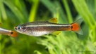 Kardynałek chiński rybka akwariowa - 1