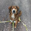 Red ok 4 let.śliczny psiak pilnie potrzebuje domu Kasia Sat. - 2