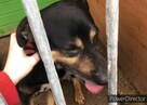 Wspaniały 2-latek KUSY ! Dlaczego nikt go nie chce pokochać - 15