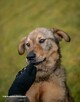 Cudowny pies ORLEN do adopcji, podaruj dom 7l. 20kg za darmo - 9
