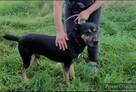 Wspaniały 2-latek KUSY ! Dlaczego nikt go nie chce pokochać - 14