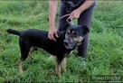 Wspaniały 2-latek KUSY ! Dlaczego nikt go nie chce pokochać - 9