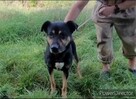 Wspaniały 2-latek KUSY ! Dlaczego nikt go nie chce pokochać - 8
