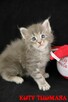 Kocurek Maine Coon niebieski klasycznie pręgowany - 3