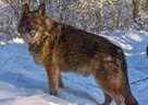 Oli szuka domu! - 2