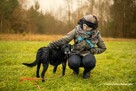 Do adopcji MAGIK czarny labek 10l. 16kg spokojny domownik - 4