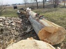 Wycinka drzew, z podnośnika, alpinistycznie. Usługi rębakiem - 8