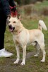 Alex do adopcji - 8