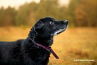 Do adopcji MAGIK czarny labek 10l. 16kg spokojny domownik - 13