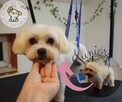Fryzjer dla psa groomer Uszy do Góry Psi Fryzjer - 3