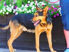 Cudowny psi ideał uwielbiajacy ludzi i psy czeka na domek - 2