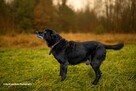 Do adopcji MAGIK czarny labek 10l. 16kg spokojny domownik - 9