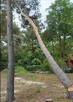Wycinka drzew, z podnośnika, alpinistycznie. Usługi rębakiem - 2