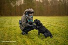 Do adopcji MAGIK czarny labek 10l. 16kg spokojny domownik - 3