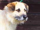 Śliczny prze kochany psiak uwielbiajacy ludzi czeka na dom - 8