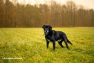 Do adopcji MAGIK czarny labek 10l. 16kg spokojny domownik - 6