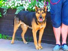 Cudowny psi ideał uwielbiajacy ludzi i psy czeka na domek - 7
