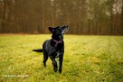 Do adopcji MAGIK czarny labek 10l. 16kg spokojny domownik - 5