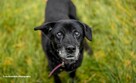 Do adopcji MAGIK czarny labek 10l. 16kg spokojny domownik - 11
