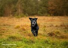 Do adopcji MAGIK czarny labek 10l. 16kg spokojny domownik - 12