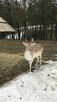 Noclegi Beskid Niski Pokoje do wynajęcia Domki Góry - 11