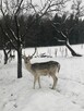 Noclegi Beskid Niski Pokoje do wynajęcia Domki Góry - 13