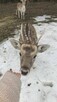 Noclegi Beskid Niski Pokoje do wynajęcia Domki Góry - 12