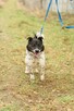 Feluś do adopcji - 8