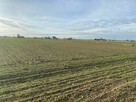 Działki rolne o pow. 3,4 ha w Brzezienku, gm. Wąsewo - 1