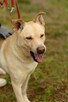 Wrażliwy ALEX w typie labradora szuka domu !! - 8