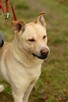 Wrażliwy ALEX w typie labradora szuka domu !! - 4