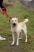Wrażliwy ALEX w typie labradora szuka domu !! - 7