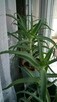 Aloes leczniczy drzewiasty, 45 zł - 5