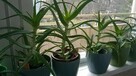 Aloes leczniczy drzewiasty, 45 zł - 6