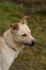 Wrażliwy ALEX w typie labradora szuka domu !! - 6