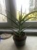 Aloes leczniczy drzewiasty, 45 zł - 4
