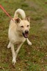 Wrażliwy ALEX w typie labradora szuka domu !! - 3