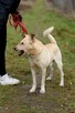 Wrażliwy ALEX w typie labradora szuka domu !! - 5