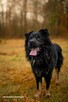 WIRUS psiak do pokochania 2letni 38kg rarytas adopcyjny - 6