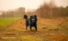 Do adopcji, szuka domu WIRUS duży psiak 2letni 38kg - 5
