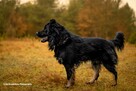 WIRUS psiak do pokochania 2letni 38kg rarytas adopcyjny - 10