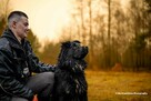 Przepiękny psiak WIRUS szuka kochającego domu 2l. 38kg - 12