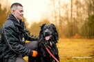 Do adopcji, szuka domu WIRUS duży psiak 2letni 38kg - 3