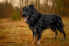 WIRUS psiak do pokochania 2letni 38kg rarytas adopcyjny - 5