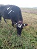 krowa zacielona - 4